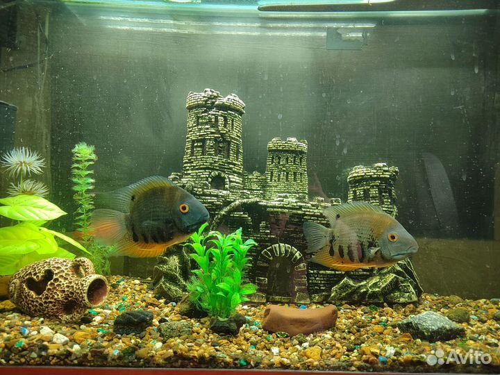 Продам аквариум