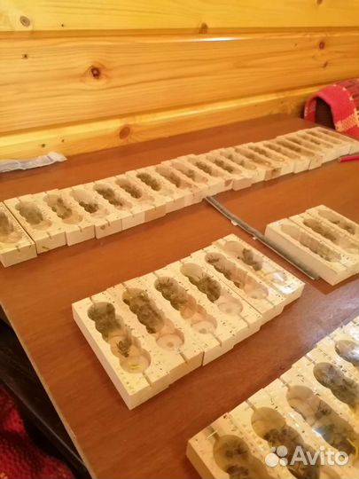 Пчелы матки плодные