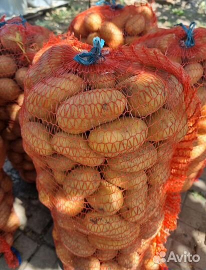 Картошка домашняя