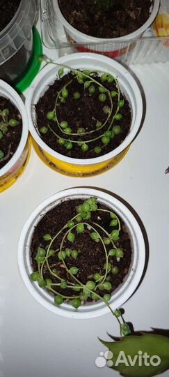 Кактусы и суккуленты