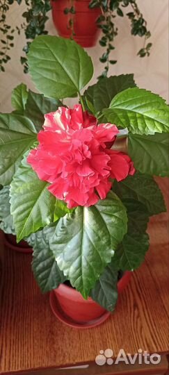 Гибискус махровый