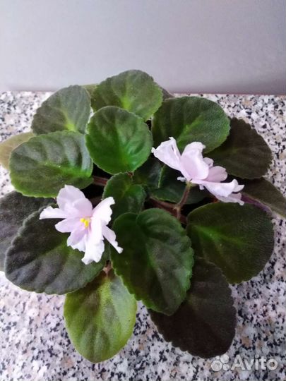 Фиалка цветущая в горшочке