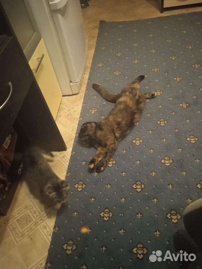 Кошка в дар бесплатно