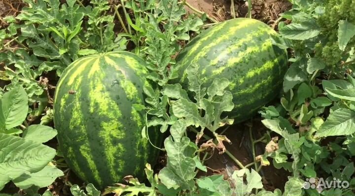 Арбуз Эмир F1