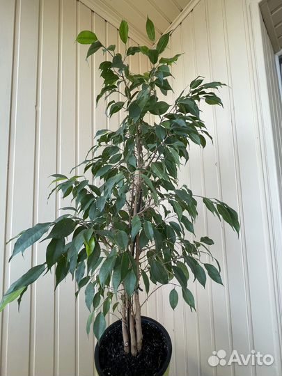 Фикус бенджамина