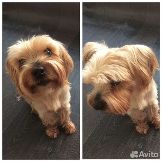 Передержка домашних животных