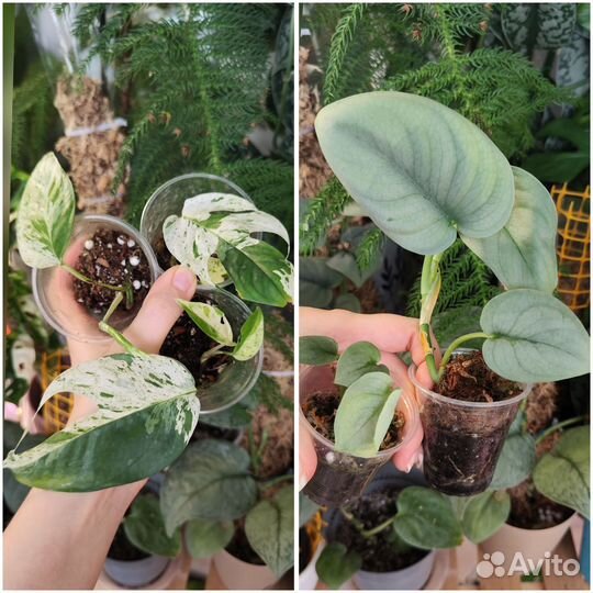 Филодендроны и Сциндапсусы