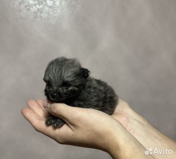 Щенки немецкого шпица