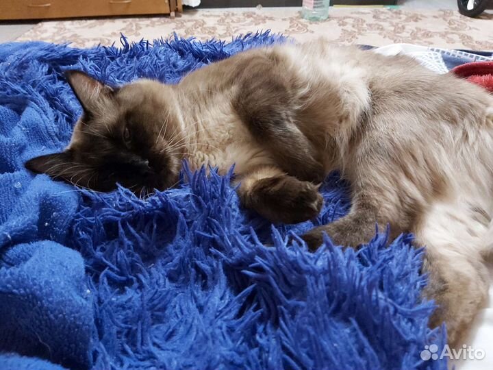 Британский кот для вязки