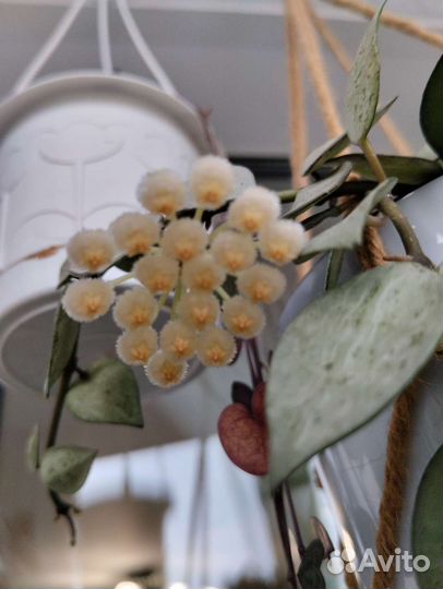 Хойя лакуноза Эскимо Сплэш