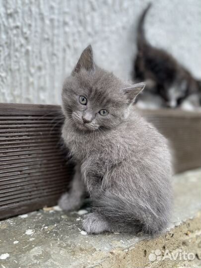 Отдам красивых котят