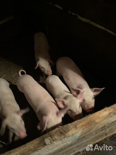 Поросята 1 месяц