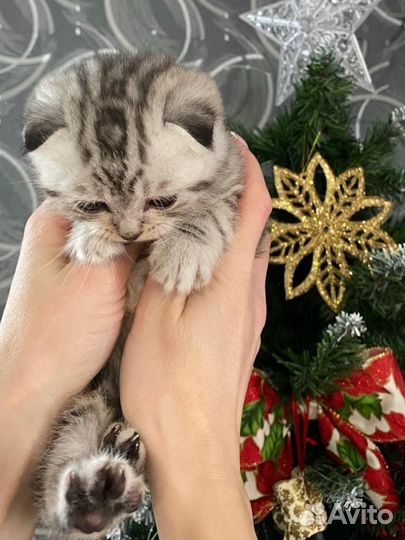 Шотландские вислоухие котята