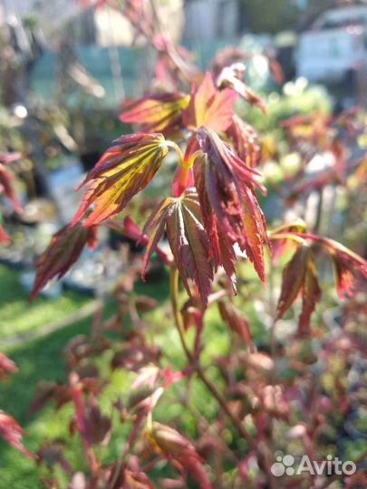 Клен веерный