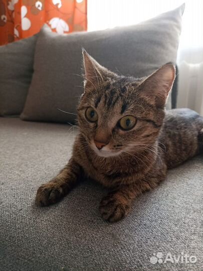 Кошка в дар