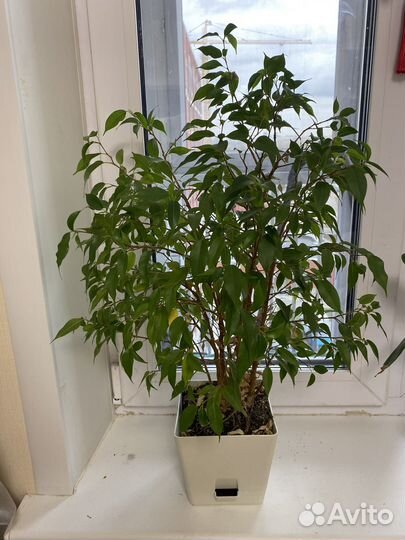 Фикус бенджамина