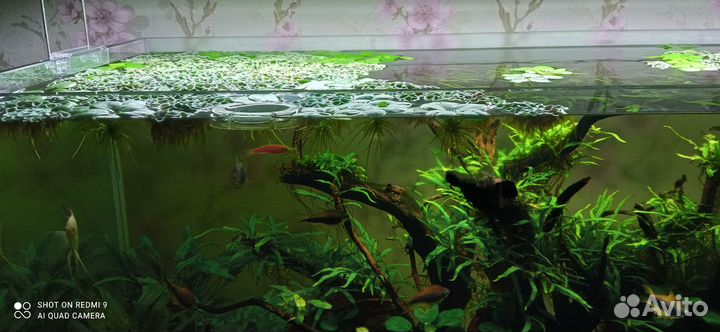 Аквариумные растения