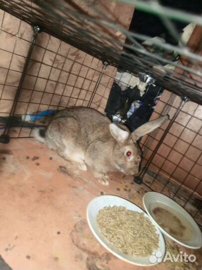 Кролики мясных пород