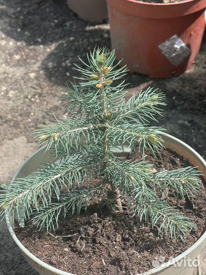 Саженцы ель голубая