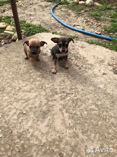 Маленькая собака чихуахуа мини