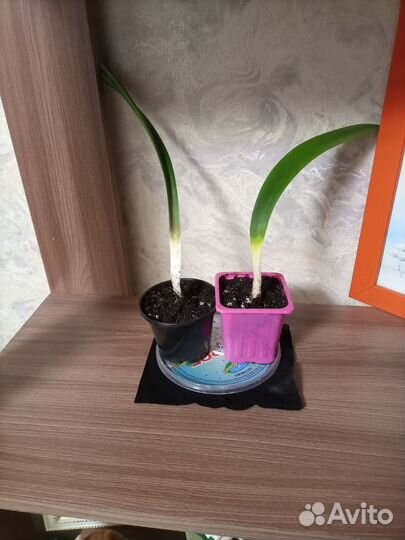 Гиппиаструм