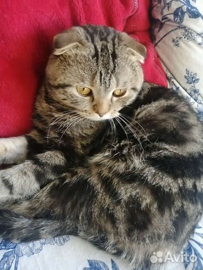 Британский кот
