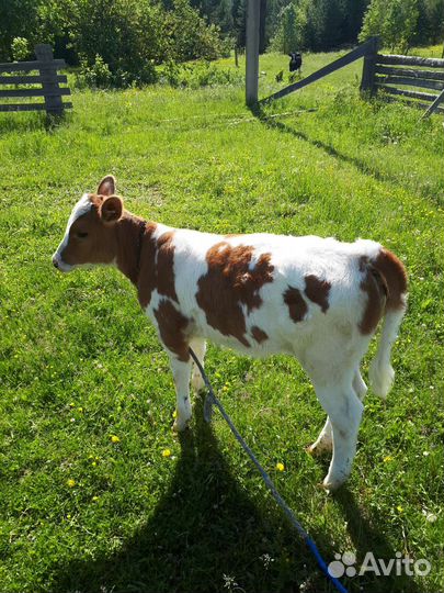 Корова,теленок