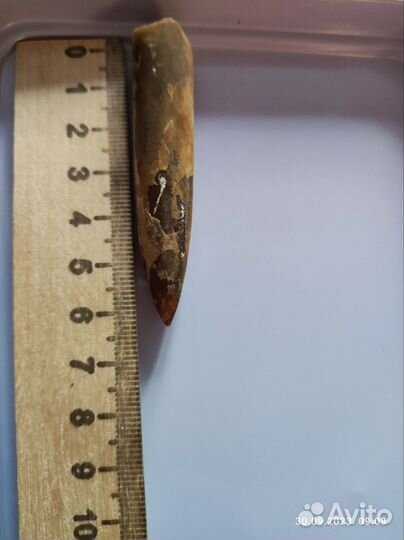 Белемниты чертовы пальцы