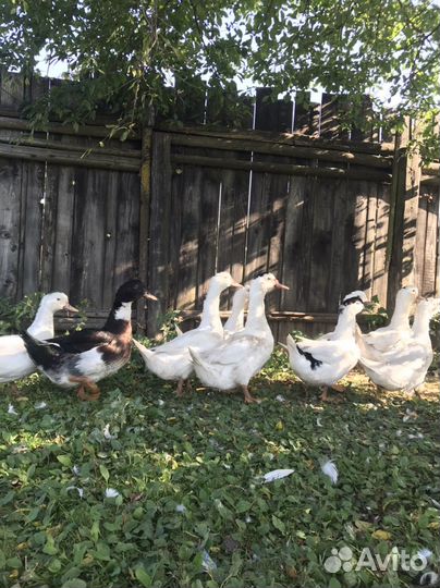 Гусь,индоутки