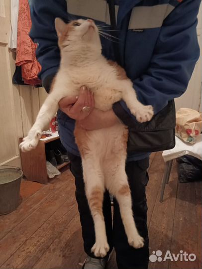 Кот Кеша в добрые руки