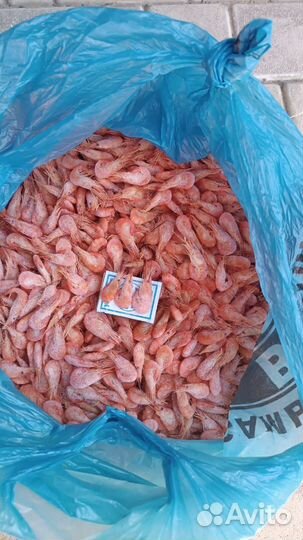 Азовская и черноморская креветка