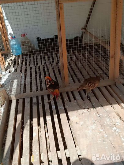 Золотые фазаны