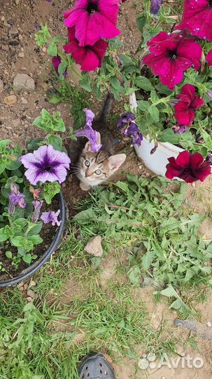 Котята в добрые руки бесплатно