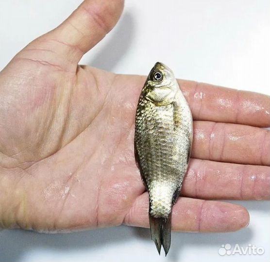 Живец карась
