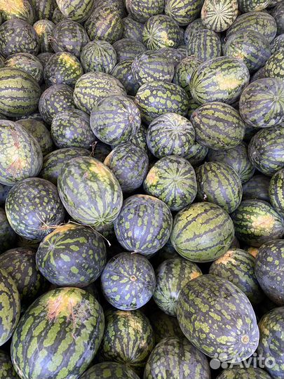 Арбузы астраханские