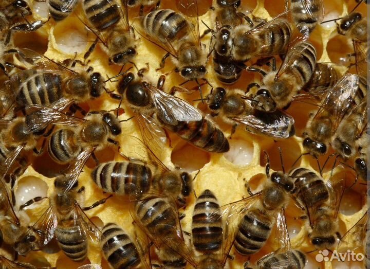 Пчелопакеты карника 2024г