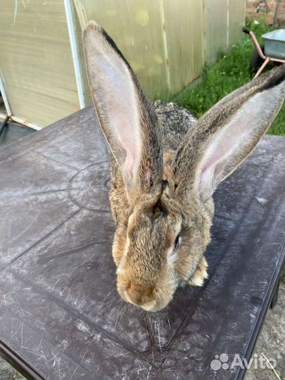 Серый великан