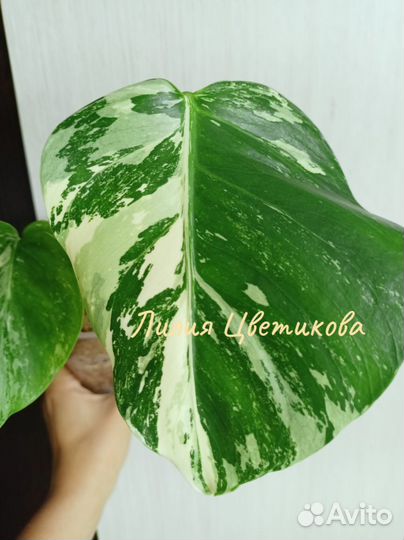 Декоративно-лиственные комнатные растения