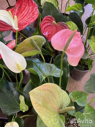 Антуриумы разных сортов