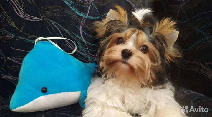 Миничка бивер