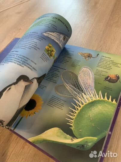 Энциклопедия