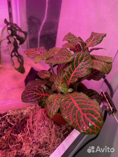 Папоротники тайланд и голландия