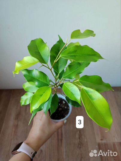 Сплетённые Фикусы Голден Моник и Эльдорадо