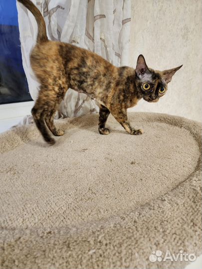 Девон рекс. девочка