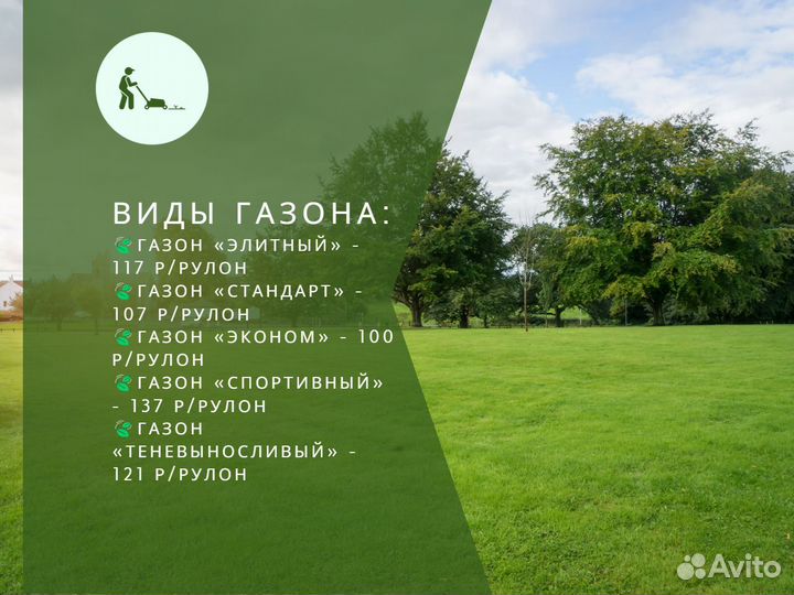 Рулонный газон мятлик