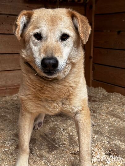 Старенькая собачка в добрые руки