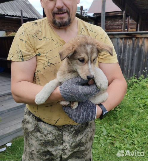 Щенки живут в саду нужны дома или передержки