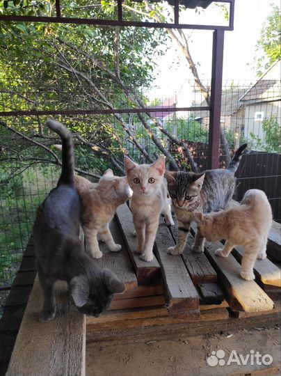 Котята в добрые руки