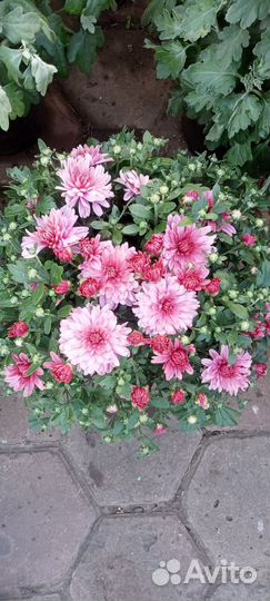 Хризантема корейская и мультифлора 100 сортов