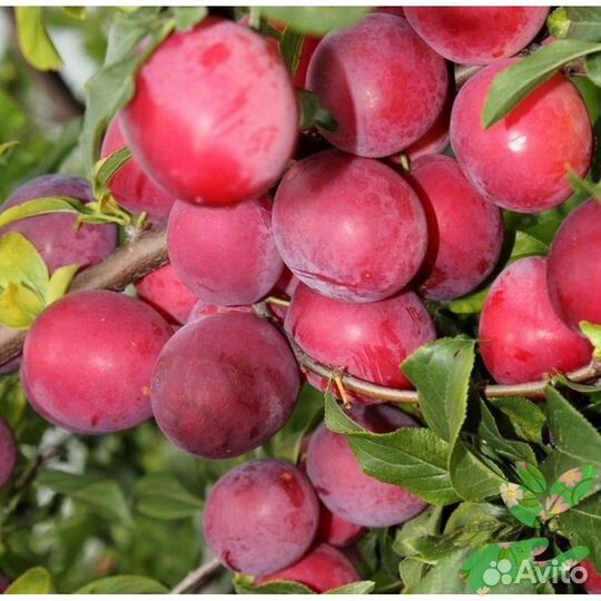 Слива Аленушка